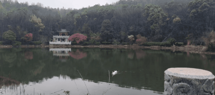 中间那个应该是大鹅